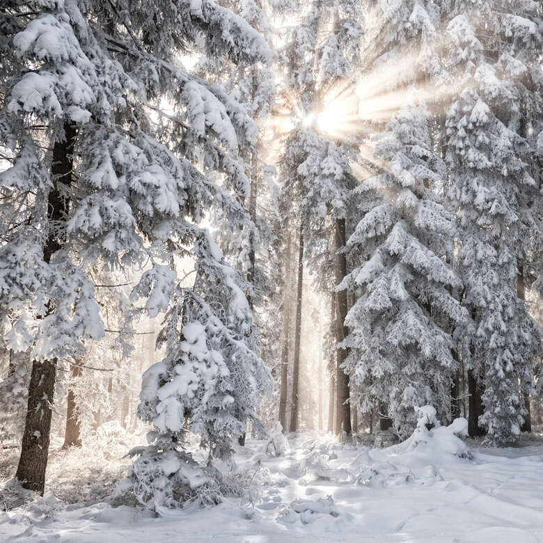 Sonnenstrahlen fallen durch den verschneiten Winterwald im Allgäu.