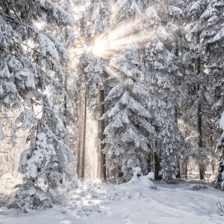 Lass den Alltag hinter Dir und genieße die Ruhe des Waldes im verschneiten Winterwald.