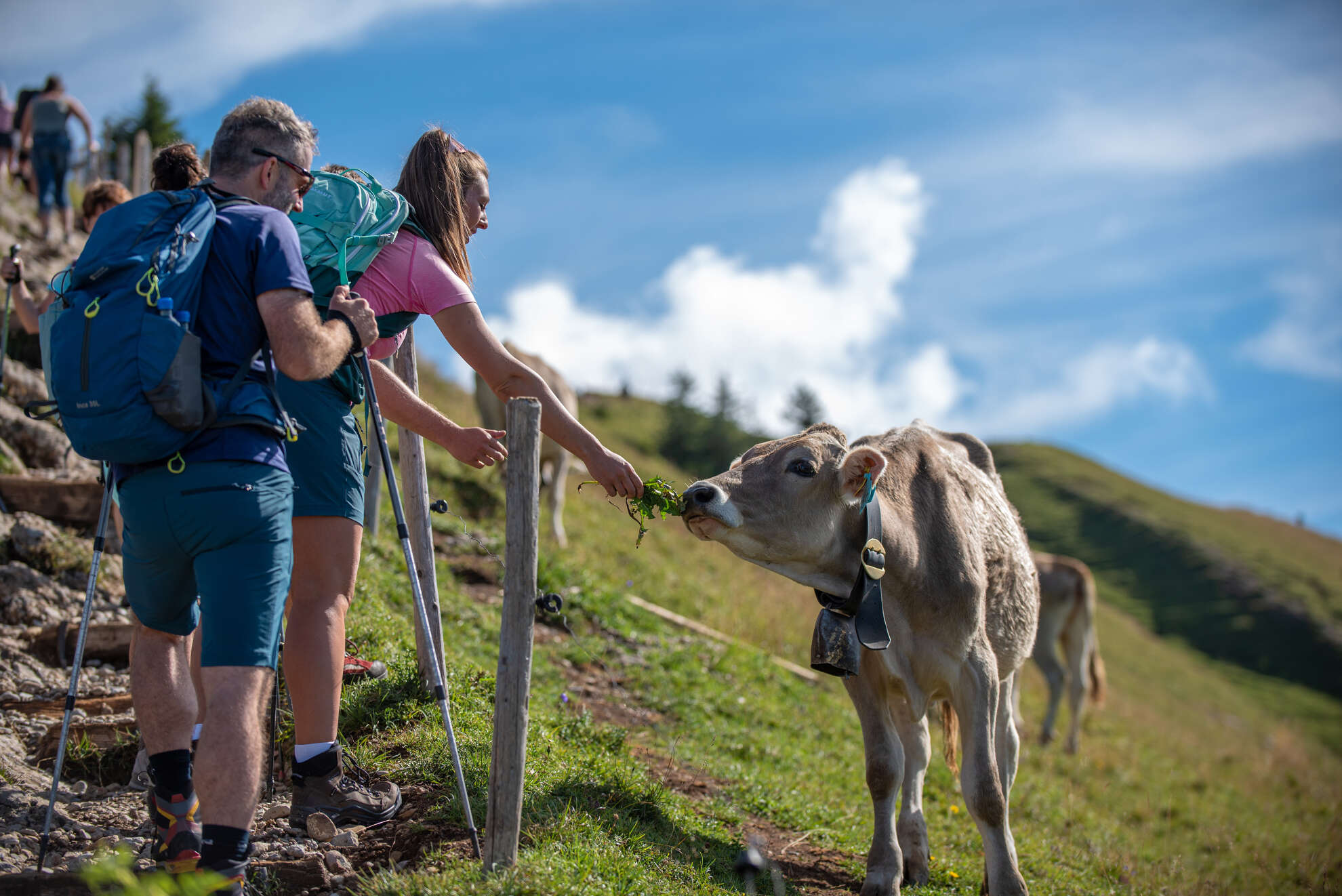 Beim Wandern durch den Naturpark Nagelfluhkette begegnen Wanderer dem Braunvieh auf den Weiden.