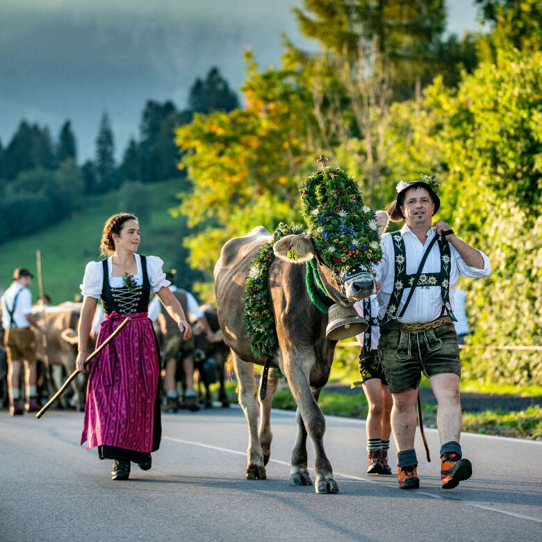 Kranzkuh am Viehscheid Oberstaufen vor dem Hochgrat