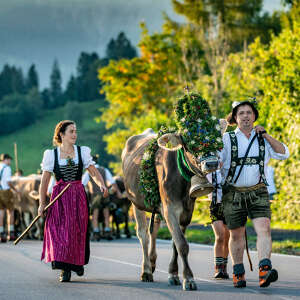 Kranzkuh am Viehscheid Oberstaufen vor dem Hochgrat