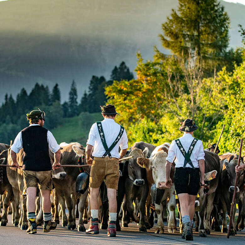 Hirten trieben ihre Tiere zurück ins Tal.