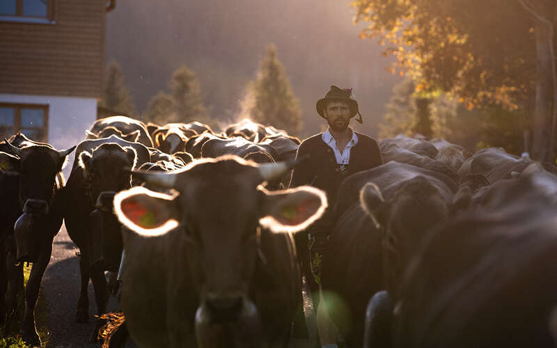 Der Viehscheid steht für Tradition und Brauchtum in Oberstaufen im Allgäu.