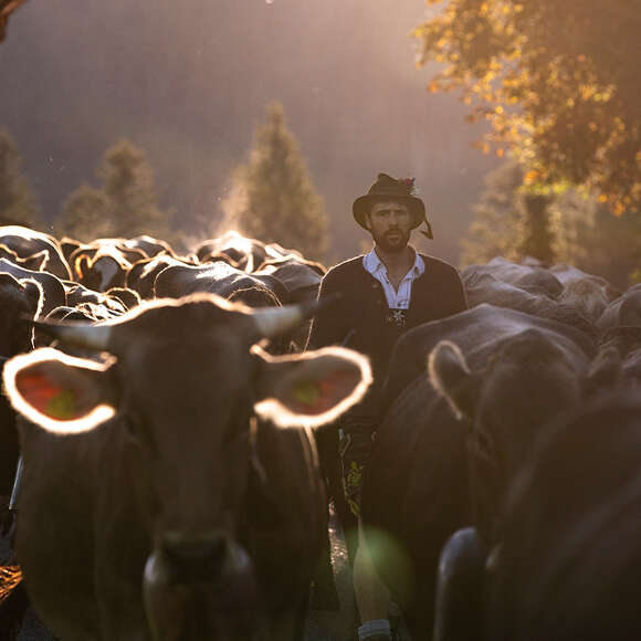 In den frühen Morgenstunden ein Älpler inmitten seiner Herde am Viehscheid.