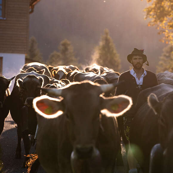 Viehzug beim Viehscheid in den Morgenstunden