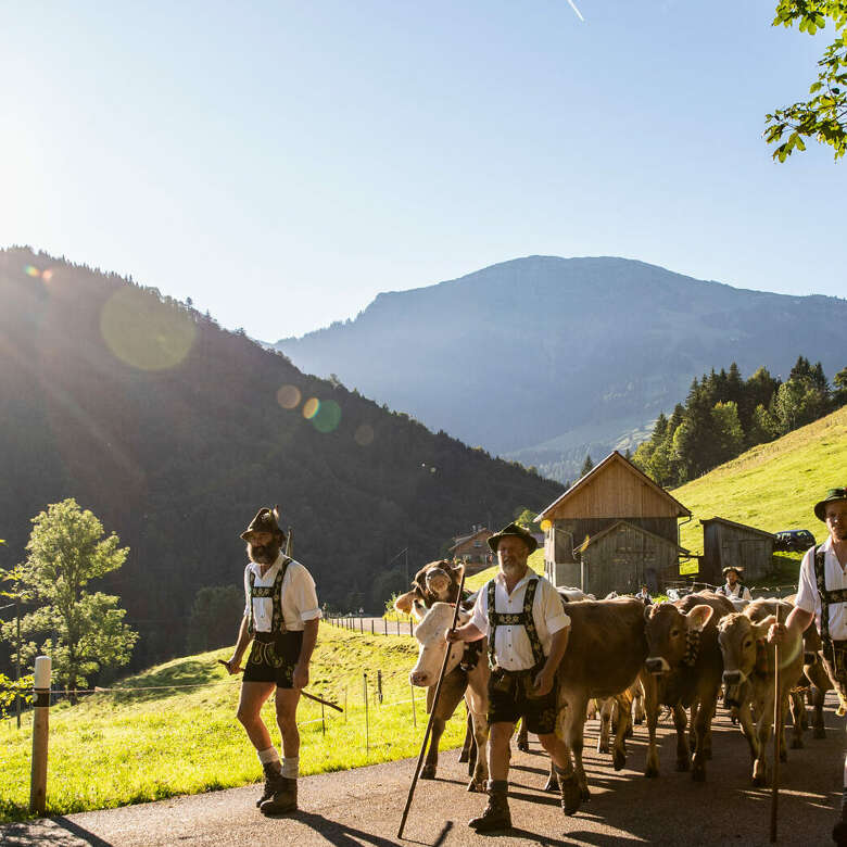 Hirten treiben ihr Vieh zurück ins Tal in Oberstaufen