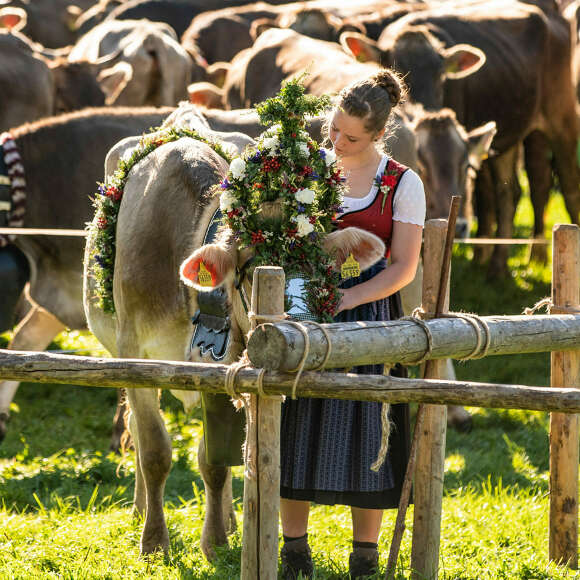 Viehscheid in Thalkirchdorf Kranzkuh am Scheidplatz im Allgäu