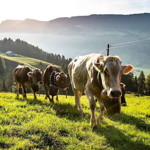 Drei Kühe mit Schellen in den Bergen.