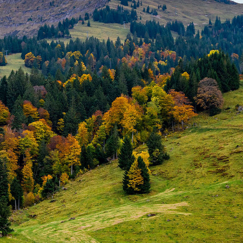 Bunte Bergwälder