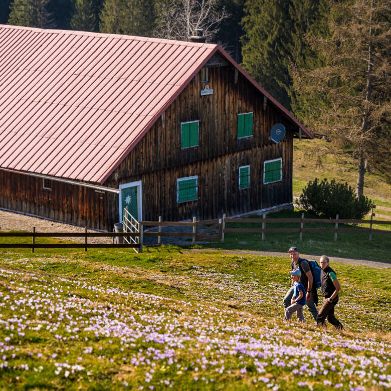 Krokusblüte in Oberstaufen