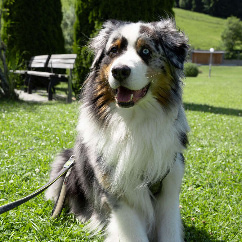 Ein Hund sitz angeleint im Oberstaufen PARK.