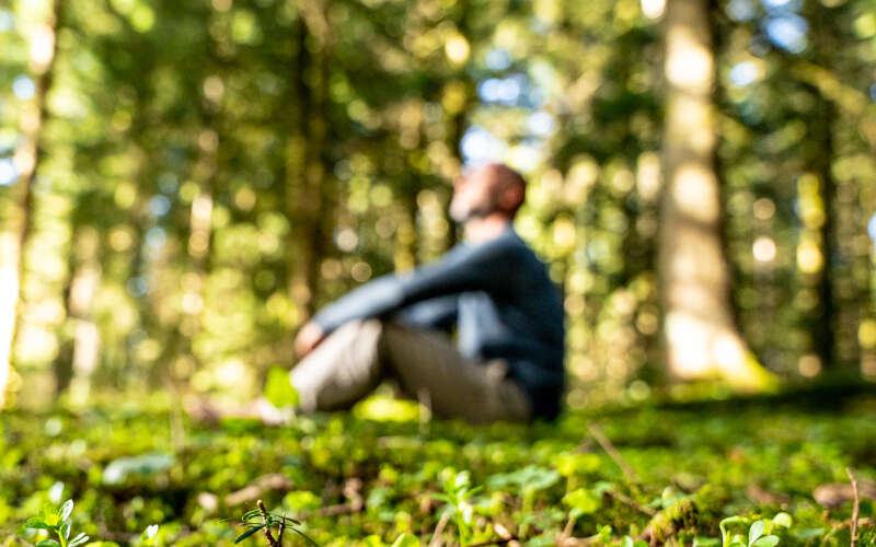 Den Wald mit allen Sinnen spüren