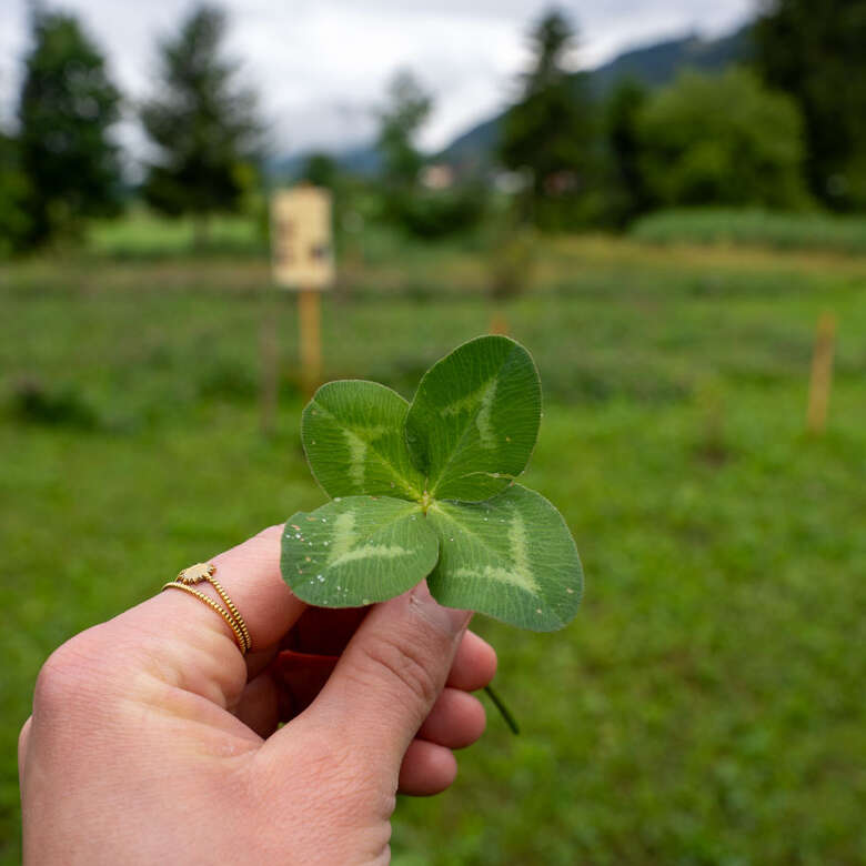 Finde Dein Glück Kleeblatt in Oberstaufen