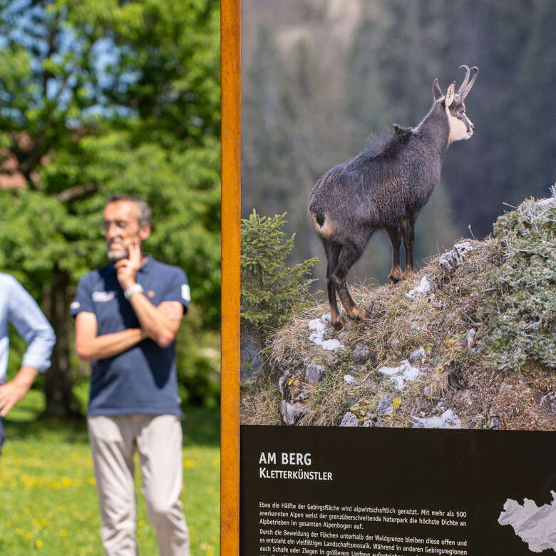 Gämse im Naturpark Nagelfluhkette – Fotoausstellung Oberstaufe Ausstellungstafel mit Foto einer Gämse auf Felsvorsprung, Naturpark Nagelfluhkette, im Freien
