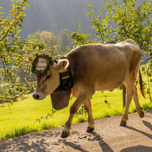 Almabtrieb im Allgäu