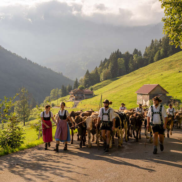 Viehscheid in Oberstaufen Alpabtrieb im Allgäu