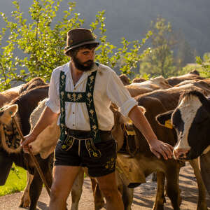 Almabtrieb im Allgäu