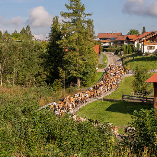 Alpabtrieb im Allgäu