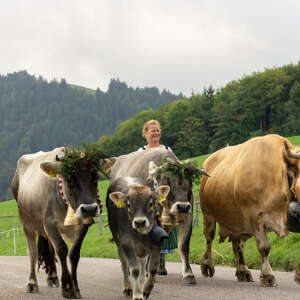Alpabtrieb im Allgäu