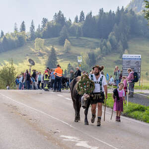 Alpabtrieb im Allgäu
