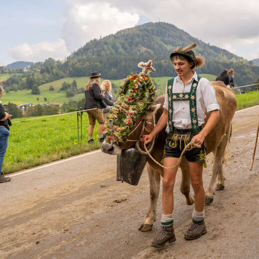 Alpabtrieb im Allgäu