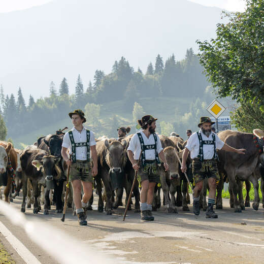 Almabtrieb im Allgäu