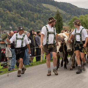 Viehscheid in Thalkirchdorf