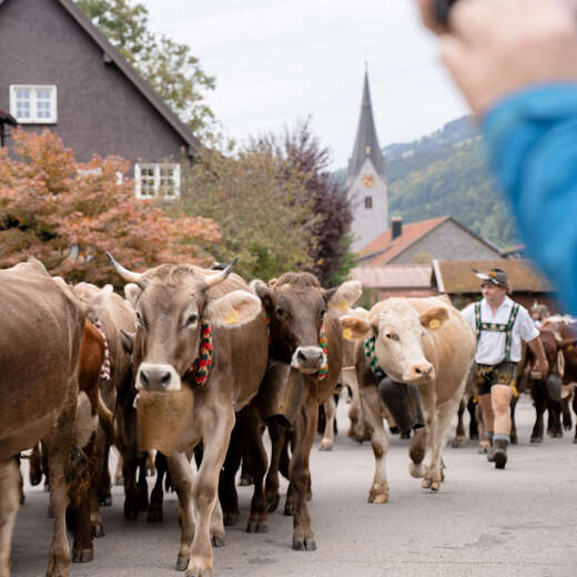 Viehscheid in Thalkirchdorf