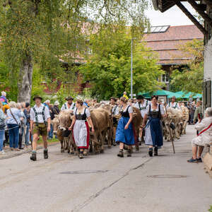 Viehscheid in Thalkirchdorf