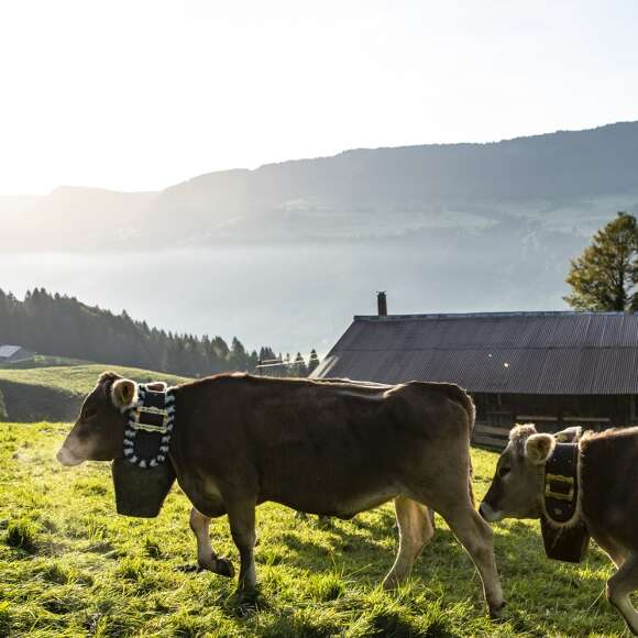 Braunvieh mit Kuhschellen vor nebliger Wetterlage.