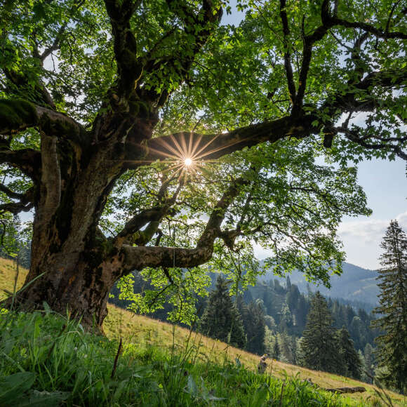 Baumveteran im Hochgratgebiet umgeben von der grünen Natur von Oberstaufen