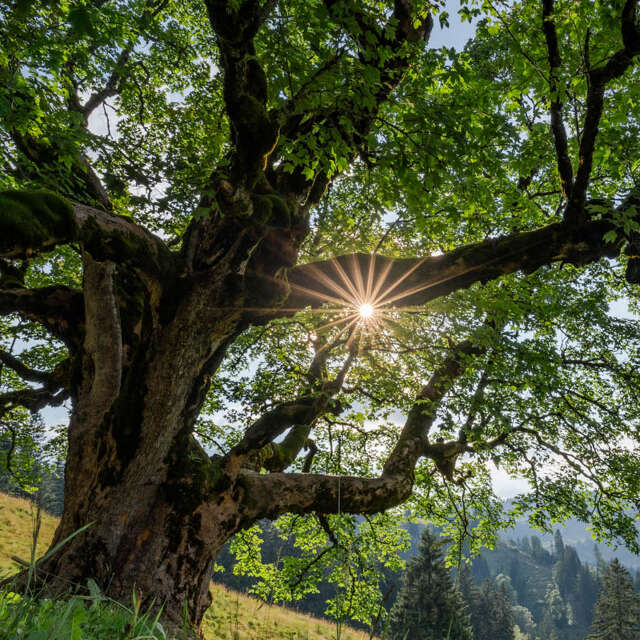 Baumveteran im Hochgratgebiet umgeben von der grünen Natur von Oberstaufen