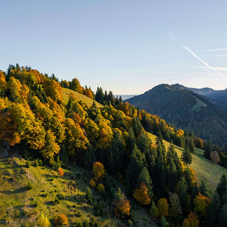 Herbstlich gefärbte Bäume am Bergrücken des Prodels.