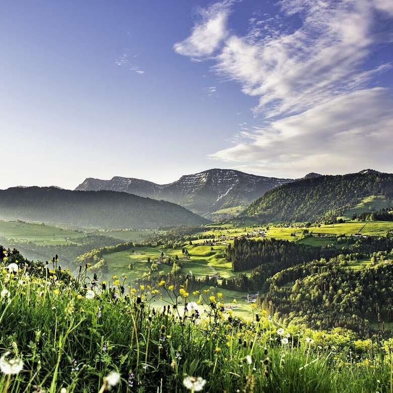 Pusteblumen säumen die Wiese am Paradies. Die Nagelfluhkette und der Hochgrat mit Schneeresten im Blick