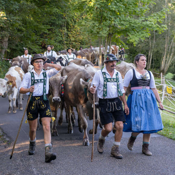 Viehscheid in Thalkirchdorf 2025 Die Thaler Älpler trieben das Vieh ab.