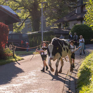 Zwei Jungs treiben eine Kuh.