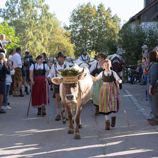 Die Älpler trieben beim Viehscheid die Kranzvieh zum Scheidplatz.