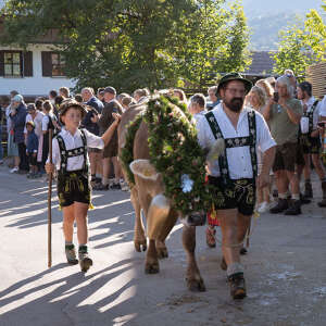 Das Kranzvieh wird durch die Dorfmitte getrieben.