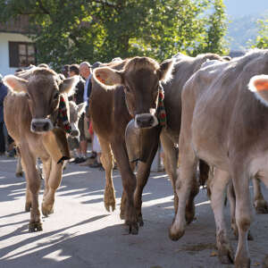 Das Vieh wird durch die Dorfmitte getrieben.