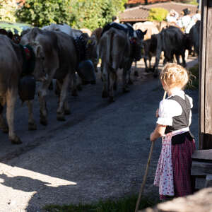 Ein kleines Mädchen beobachtet den Viehscheid im Allgäu.