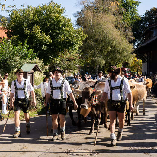 Die Älpler treiben das Vieh durch die Ortmitte.