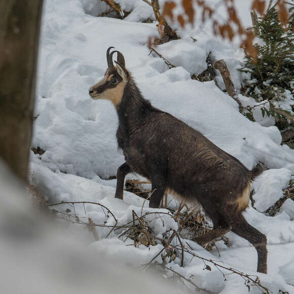 Gams überwintert im Naturpark Nagelfluhkette