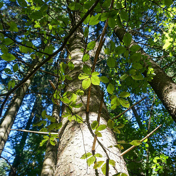 Große Waldflächen laden zum Waldbaden in Oberstaufen ein