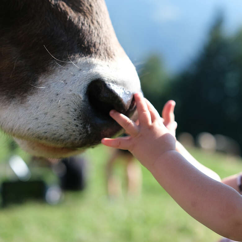 Eine Kinderhand streckt sich der haarigen Nase einer Kuh entgegen.