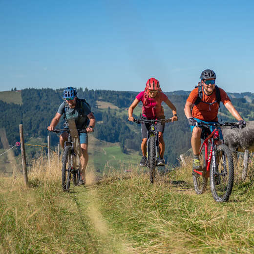 Drei Mountainbiker sind an einem sonnigen Tag auf einer grünen Wiese in den Bergen unterwegs. Im Hintergrund Bergpanorama.