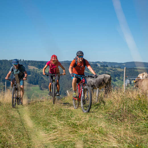 Radfahren im Alpgebiet Oberstaufen