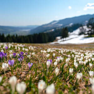 Krokusblüten im Frühling an Hündle bei Oberstaufen im Allgäu.