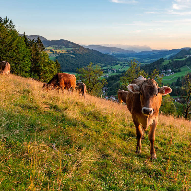 Typisch Allgäu: Kühe, grüne Hügel und Ausblick in das Weißachtal und die Allgäuer Alpen