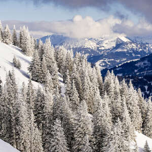 Verschneite Bäume an einem Berghang mit verschneiten Bergen im Hintergrund.