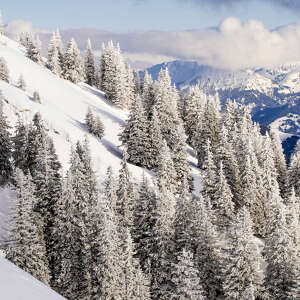 Vereiste und verschneite Bäume an einem Bergrücken bei Oberstaufen mit weißem Bergpanorama.